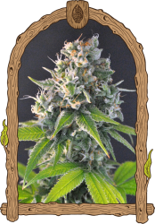 Honey Mints - Exotic Seeds