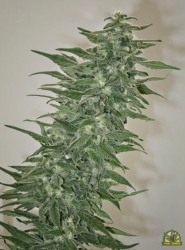 Rishi Kush Reg. - Mandala Seeds