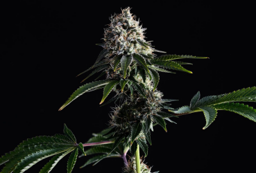 Swiss Dream CBD - Kannabia Seeds