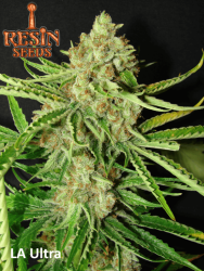 LA Ultra - Resin Seeds