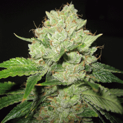 California Trainwreck - Sagarmatha Seeds