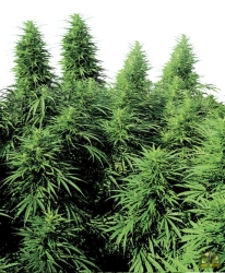 Ruderalis Skunk Reg. - Sensi Seeds