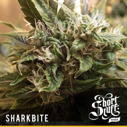 SharkBite - Short Stuff Seedbank