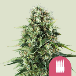 Royal AK - Royal Queen Seeds