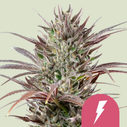 North Thunderfuck - Royal Queen Seeds