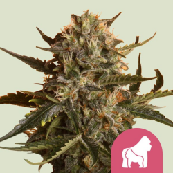 Mother Gorilla - Royal Queen Seeds