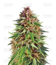 ErdPurt (Ace Seeds) Cannabis-Samen