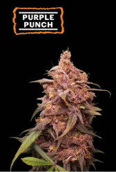 Purple Punch - Seedstockers