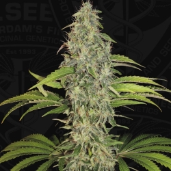 S.A.G.E. CBD - T.H. Seeds