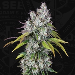 Underdawg - T.H. Seeds