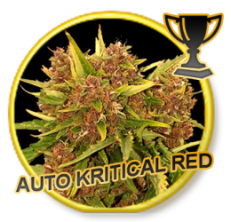 Auto Kritical Red - Mr. Hide Seeds