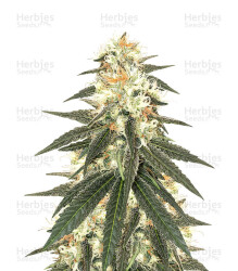 Wedding Cake (Original Sensible Seeds) Cannabis-Samen