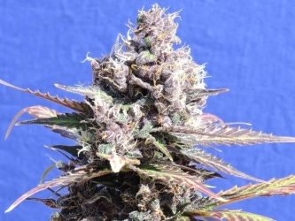 Gelato - Original Sensible seeds