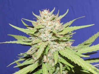 Wedding Cake - Original Sensible seeds