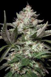 Chong's Choice Auto Kong 4 - Paradise Seeds