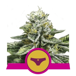 Sherbet Queen - Royal Queen Seeds