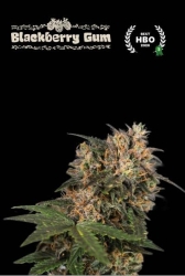 Superior Blackberry Gum - SeedStockers