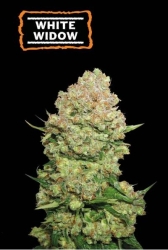 White Widow - SeedStockers