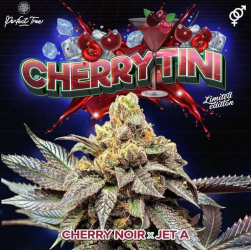 Cherry Tini regulär - Perfect Tree Seeds