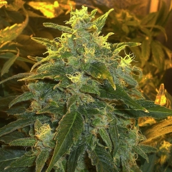 Northern Light - Nirvana Seeds