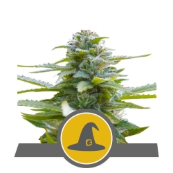 Exotic Witch Reg. - Royal Queen Seeds