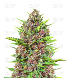 Strawberry Pie Auto Samen feminisiert (Fast Buds)