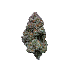 RS11 (Rainbow Sherbert #11) - Growers Choice