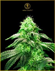 Hypnotic - Anaconda Seeds