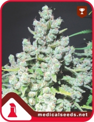 Malakoff - Medical Seeds