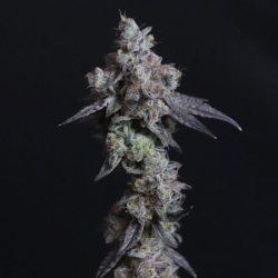 Lady Kush - Elev8 Seeds