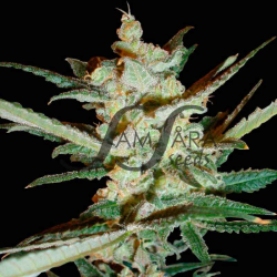 Supersonic Crystal Storm Auto - Samsara Seeds