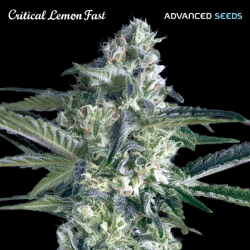 Critical Lemon Fast - Advanced Seeds