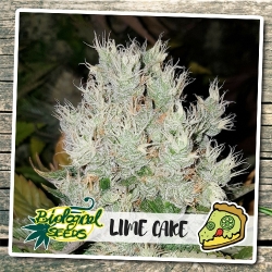 Lime Cake - Biological Seeds