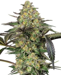 Grapevine Candy - Sensi Seeds