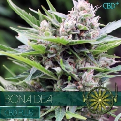 Bona Dea CBD+ - Vision Seeds