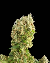 Chemdog Gorilla - Expert Seed bank