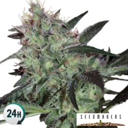 Super Diesel - Seedmakers