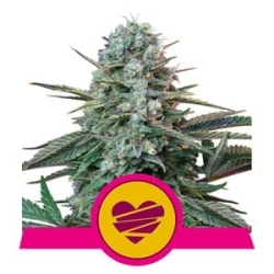 Wedding Crasher - Royal Queen Seeds