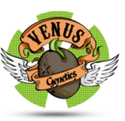 Double Cheese - Venus Genetics