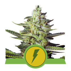 North Thunderfuck Automatic - Royal Queen Seeds