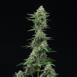 Froot by the Foot Auto - Atlas Seed