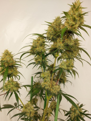 Limited Edition Super Panama Haze - ACE Seeds