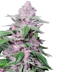 Purple Cookie Kush - Sensi Seeds