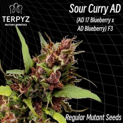 Sour Curry AD Reg. - TerpyZ Mutant Genetics