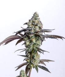 Cherry Cake - ELEV8 Seeds