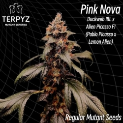 Pink Nova Reg. - TerpyZ Mutant Genetics