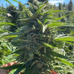 Fatso Auto - Atlas Seed