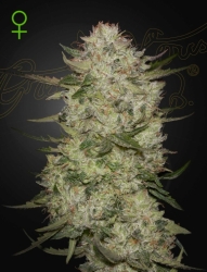 Black Toffee Auto - Green House Seeds