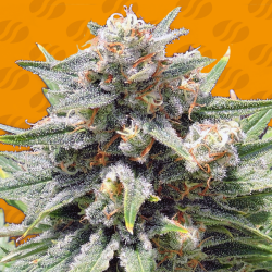 Cheese XXL - Original Sensible Seeds