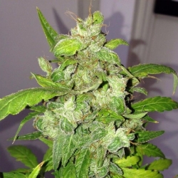 Lemon Bubble Auto - Pheno Finder Seeds